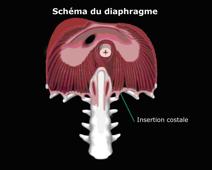 le diaphragme